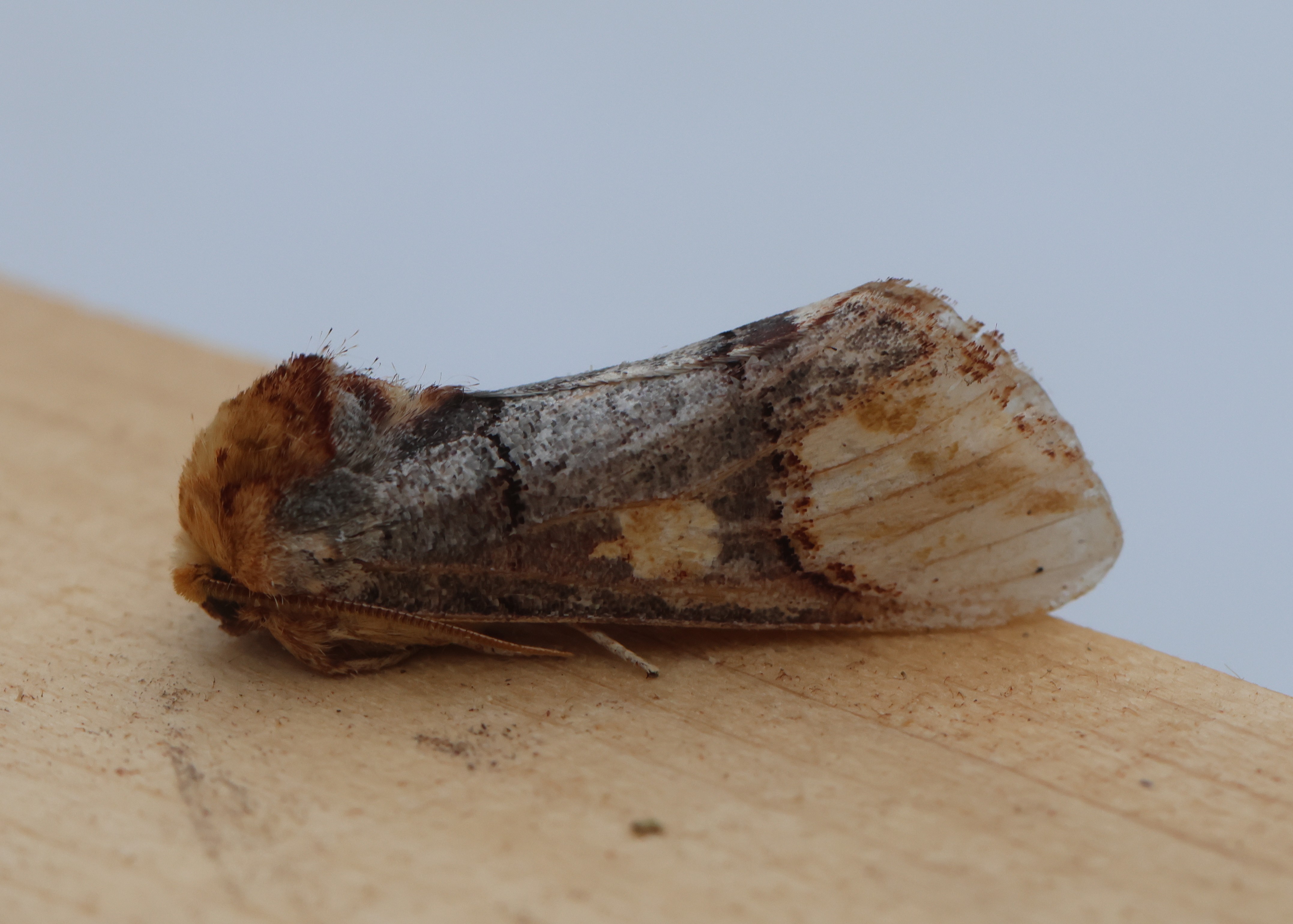 Photo of Phalera bucephaloides